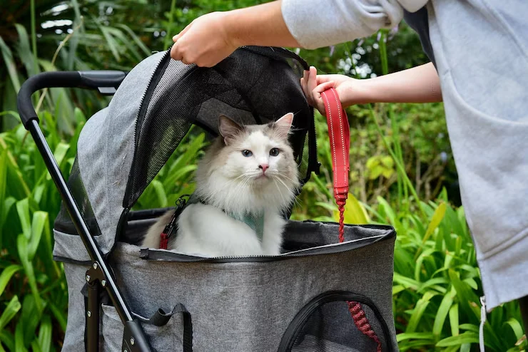 Pet Courier Service in Birmingham